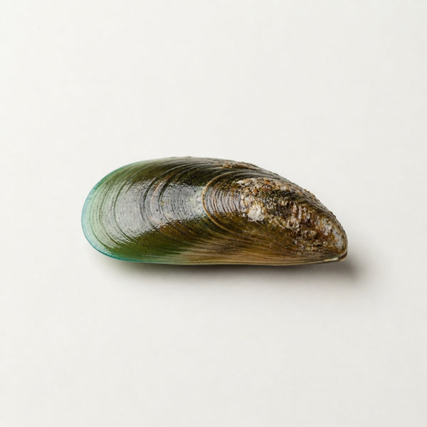 Green-Lipped Mussel