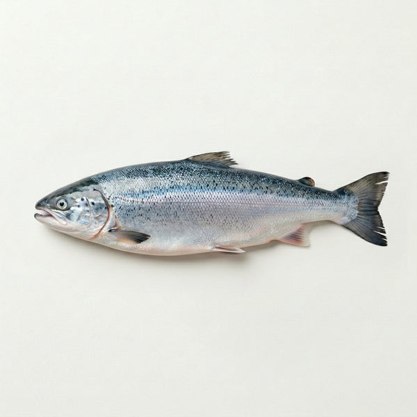 Salmon Oil