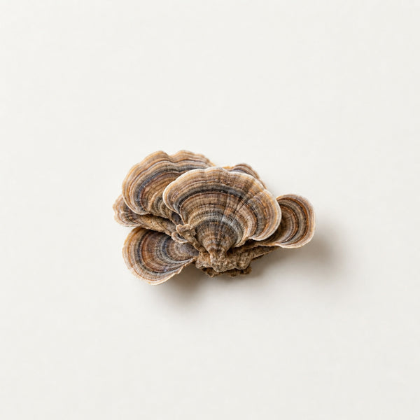 Turkey Tail Mushroom